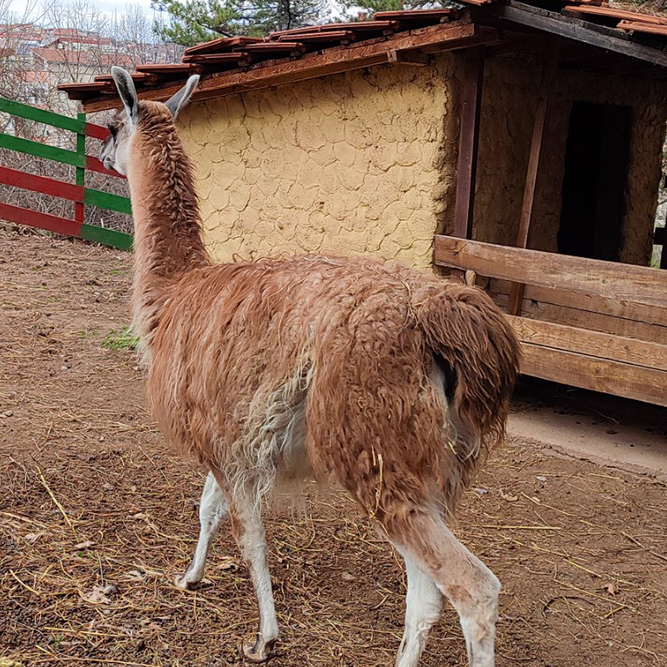 lama